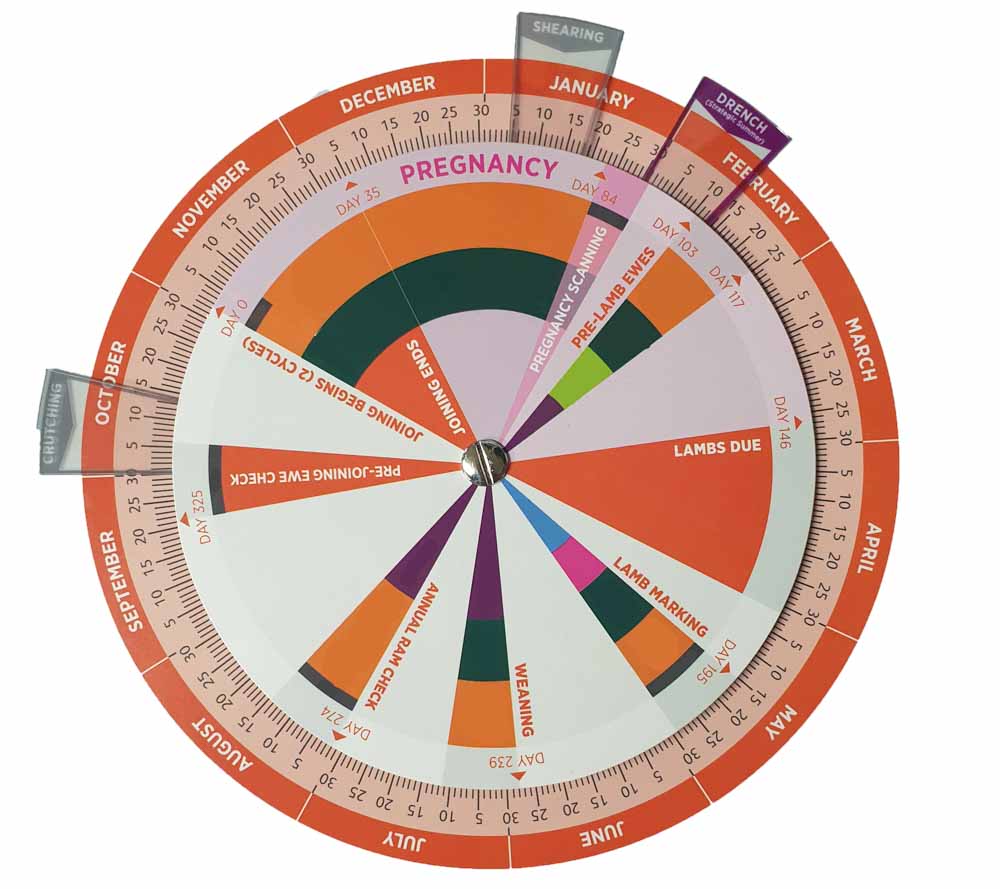 diagrama anual ganadería ovina