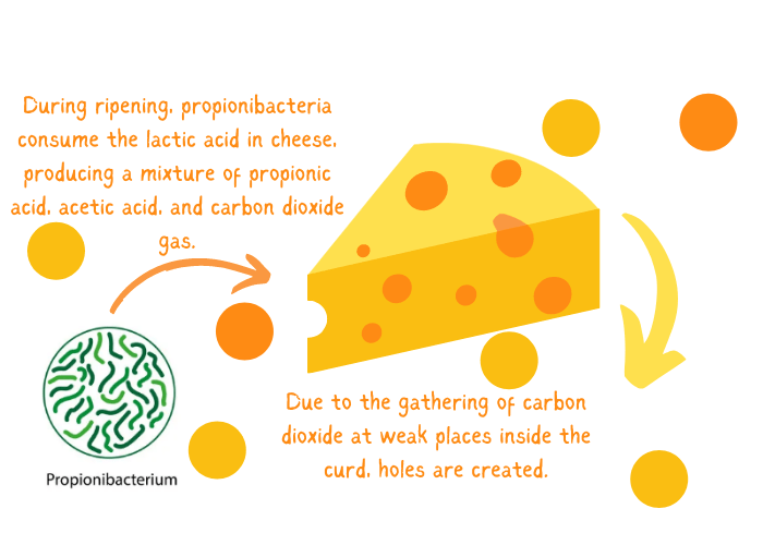 Las propionibacterias consumen el ácido láctico del queso suizo para producir dióxido de carbono, que es responsable de la formación de agujeros.