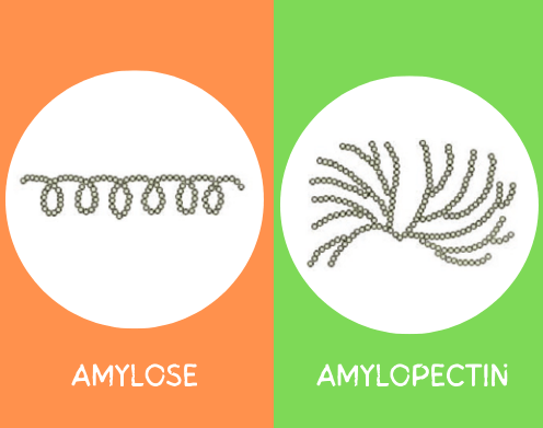 La organización helicoidal de la amilasa y la estructura ramificada de la amilopectina.