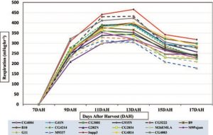 Gráfico de cantidad de respiración en diferentes portainjertos