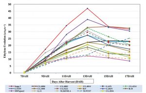 gráfico de evolución de etileno en diferentes portainjertos