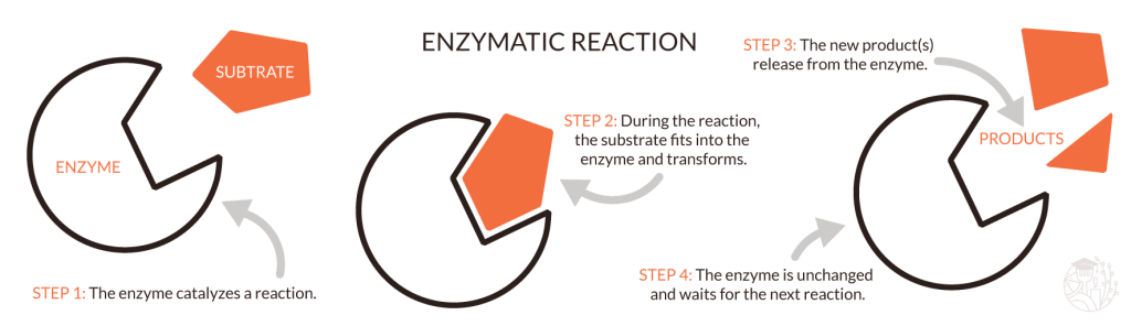 cómo funciona una enzima esquemática