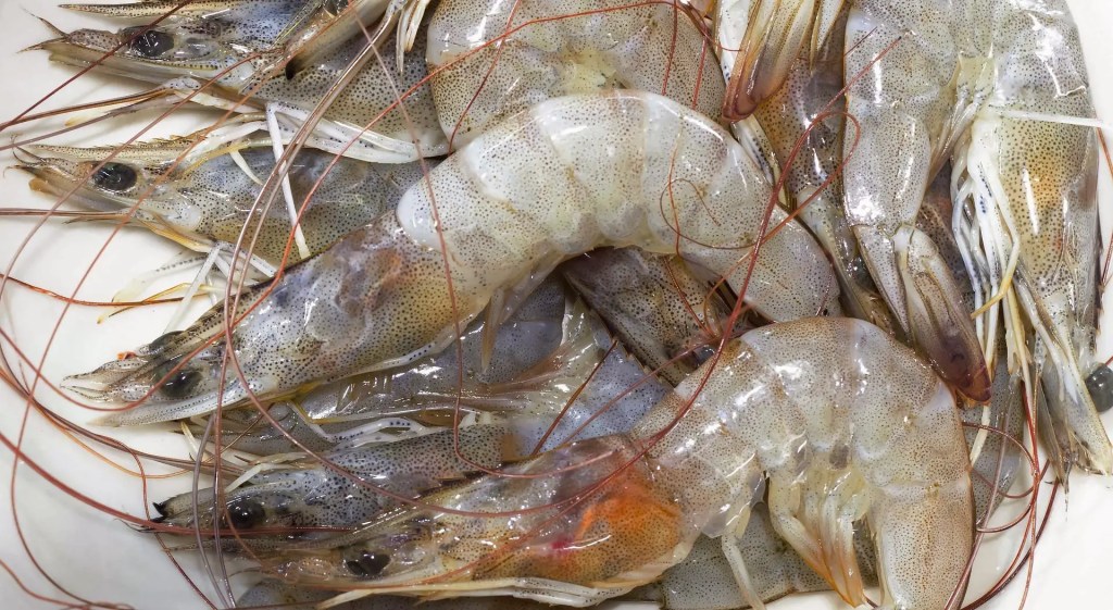 ¿Por qué los camarones cambian de color cuando se cocinan?  Explicado